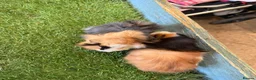 Guinea Pig rodents for sale: 2 male guinea pigs - Advert 3