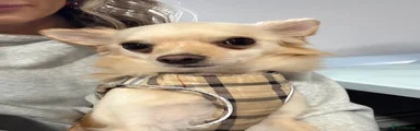 Chihuahua 1