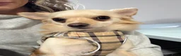 Chihuahua dogs for sale: Rehoming Dog - Advert 2