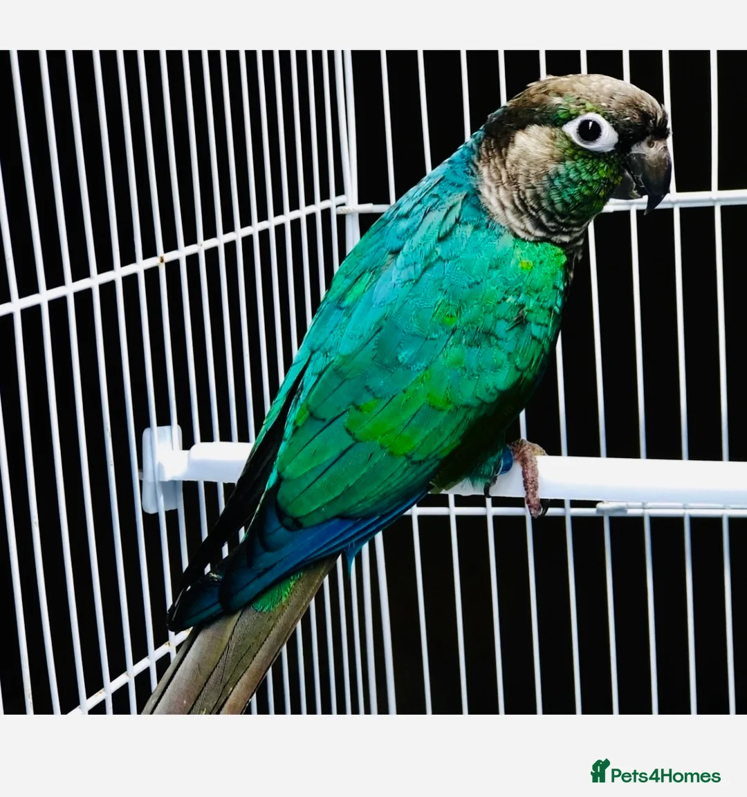 Conures birds for sale: Turquoise double-factor conure - Advert 1