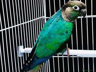 Conures birds Turquoise double-factor conure - Advert 1