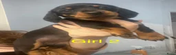 Miniature Dachshund dogs for sale: 4 black & tan miniature dachshund puppies. - Advert 14
