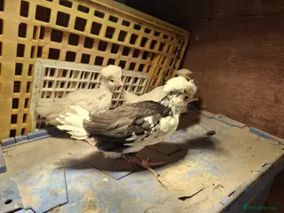 Chickens poultry Mottled Houdans chicks - Advert 1