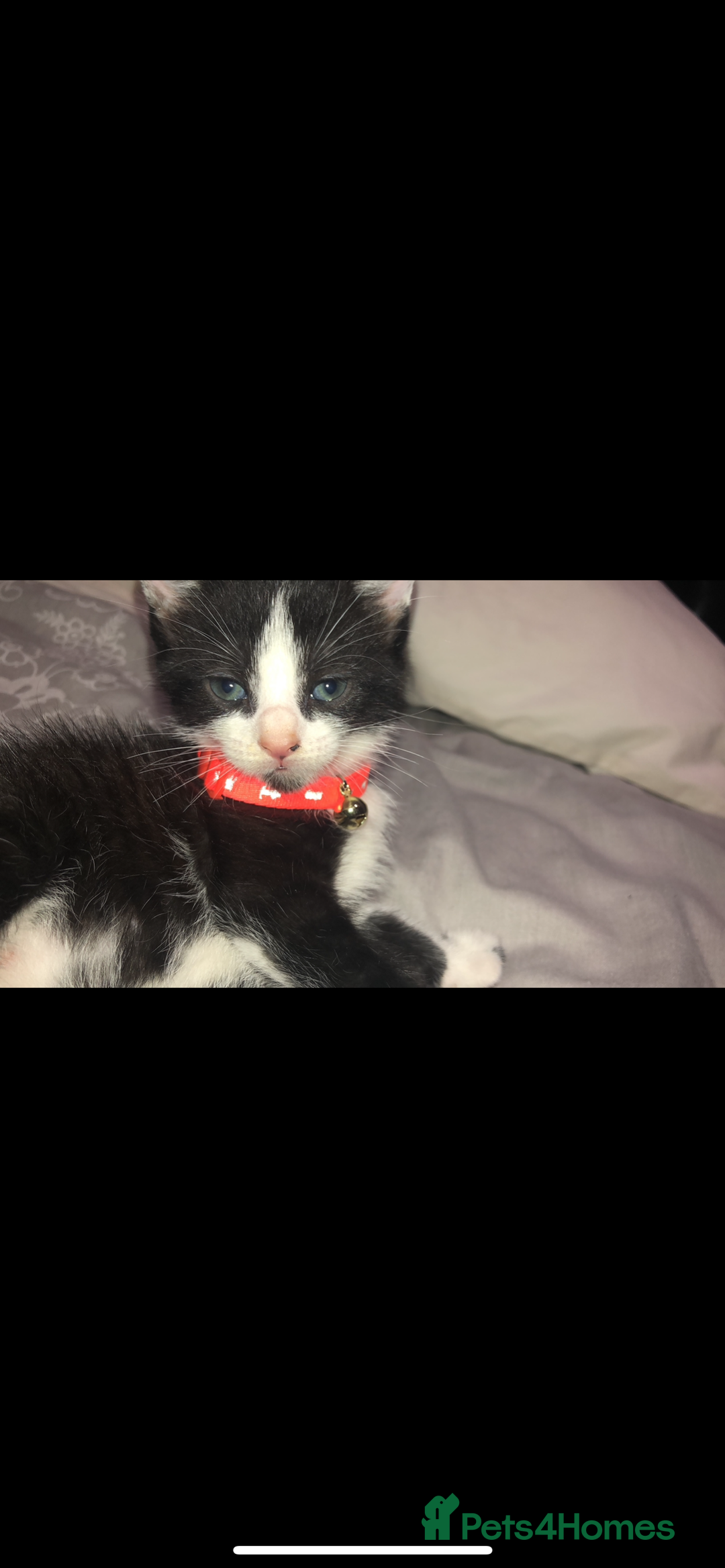 Domestic Shorthair cats for sale: Unwell Owner  - Image 5