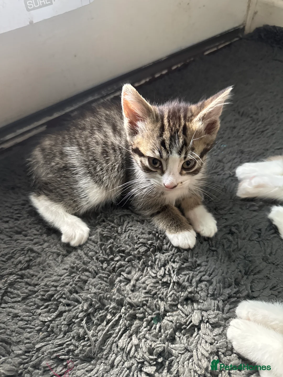 Mixed Breed cats for sale: Mixed breed kittens - Advert 2