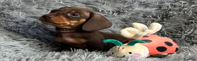 Miniature Dachshund 3
