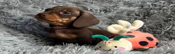 Miniature Dachshund dogs for sale: KC reg, PRA Clear Beautiful Natured Pups - Advert 37