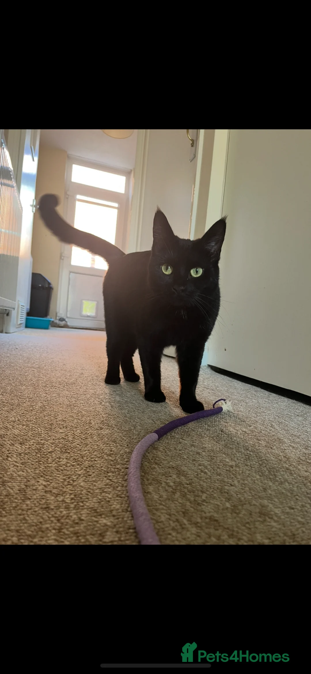 Maine Coon cats for sale: Sweet, affectionate Stevie (part mainecoon) - Advert 2