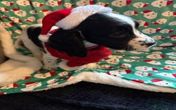 Cocker Spaniel dogs for sale: REDUCED & READY NOW 2 girl COCKERS - Advert 6