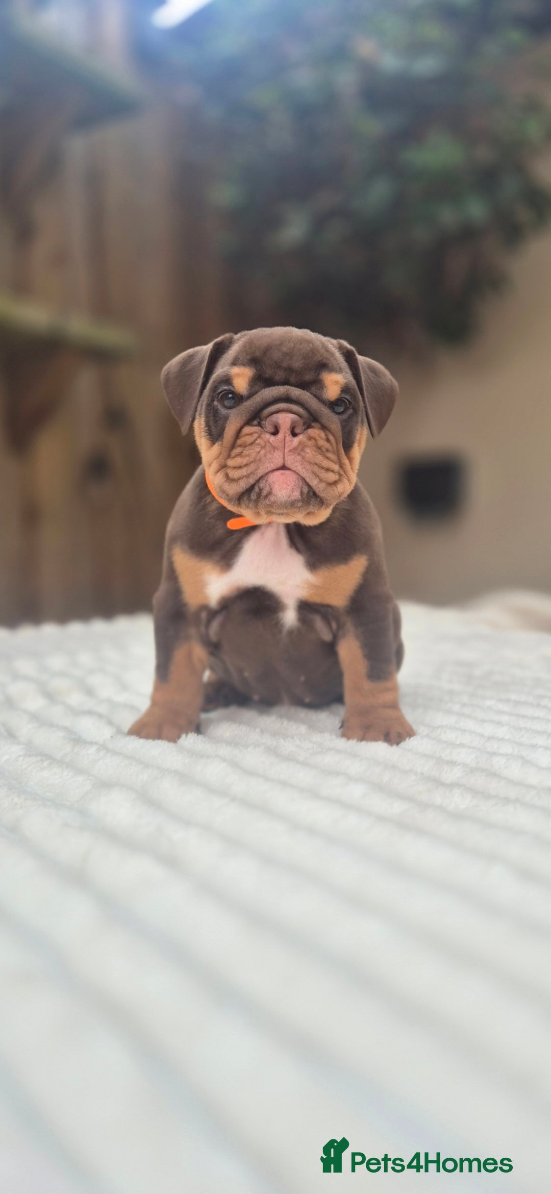 English Bulldog dogs READY TO LEAVE! KC ENGLISH BULLDOG PUPS  - Advert 6