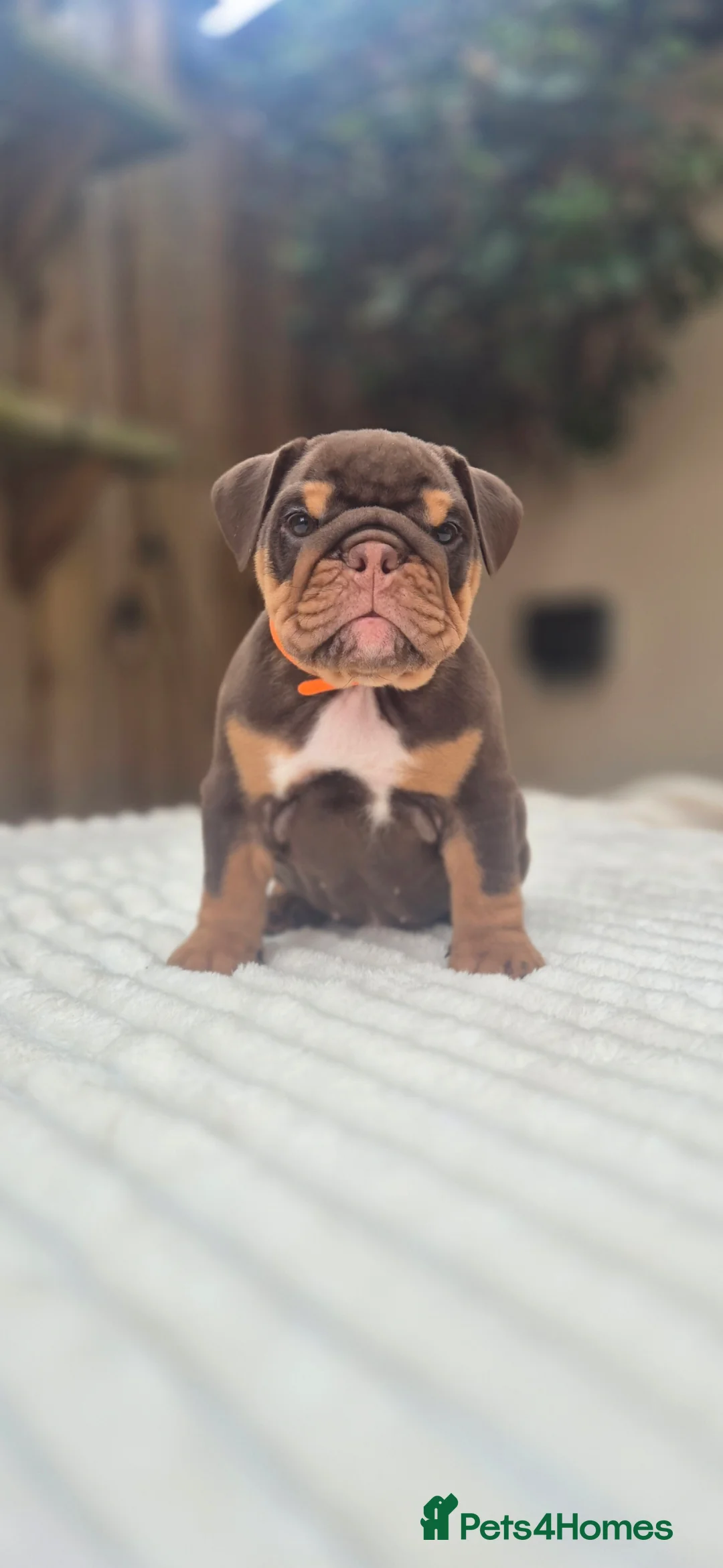 English Bulldog dogs for sale: READY TO LEAVE! KC ENGLISH BULLDOG PUPS  - Advert 1