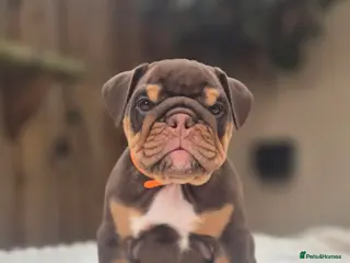 English Bulldog dogs READY TO LEAVE! KC ENGLISH BULLDOG PUPS - Advert 4