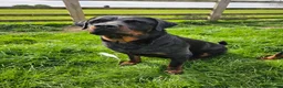 Rottweiler dogs for sale: 🐾 KC Rottweiler Puppies– Family Raised – 27th Jun in Knaresborough - Advert 14