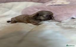 Shih Tzu dogs for sale: Beautiful shihtzu puppies - Image 14