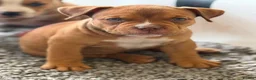 American Bully dogs for sale: OPEN TO OFFERS! ABKC ready now! - Advert 8