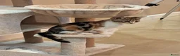 Domestic Shorthair cats for sale: Beautiful tri-colour calico tabby girl in Harlow - Advert 2