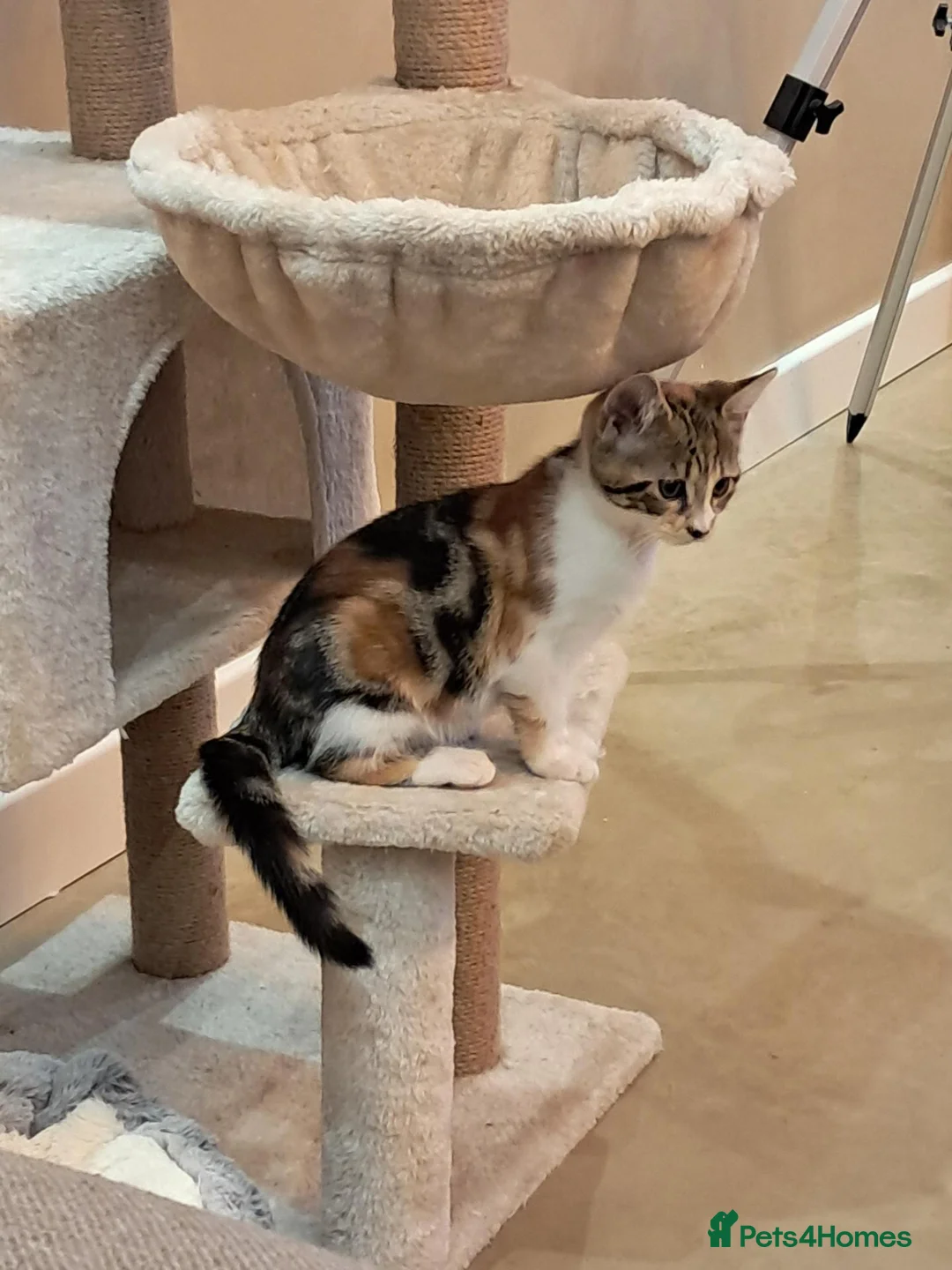 Domestic Shorthair cats for sale: Beautiful tri-colour calico tabby girl in Harlow - Advert 2