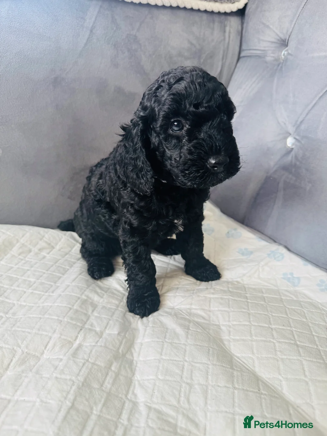 Cockapoo dogs for sale: F2 cockapoo puppies  - Advert 4