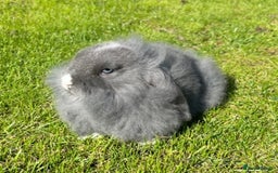 Mini Lop rabbits for sale: Mini lops , LionHead. READY NOW! 13th  - Image 19