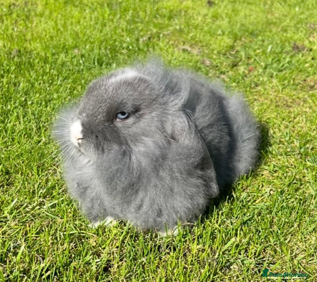 Mini Lop rabbits for sale: Mini lops , LionHead. READY NOW! 13th  - Image 19