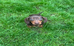 Miniature Dachshund dogs for sale: Ready now! KC Miniature Dachshund Puppies  - Image 6
