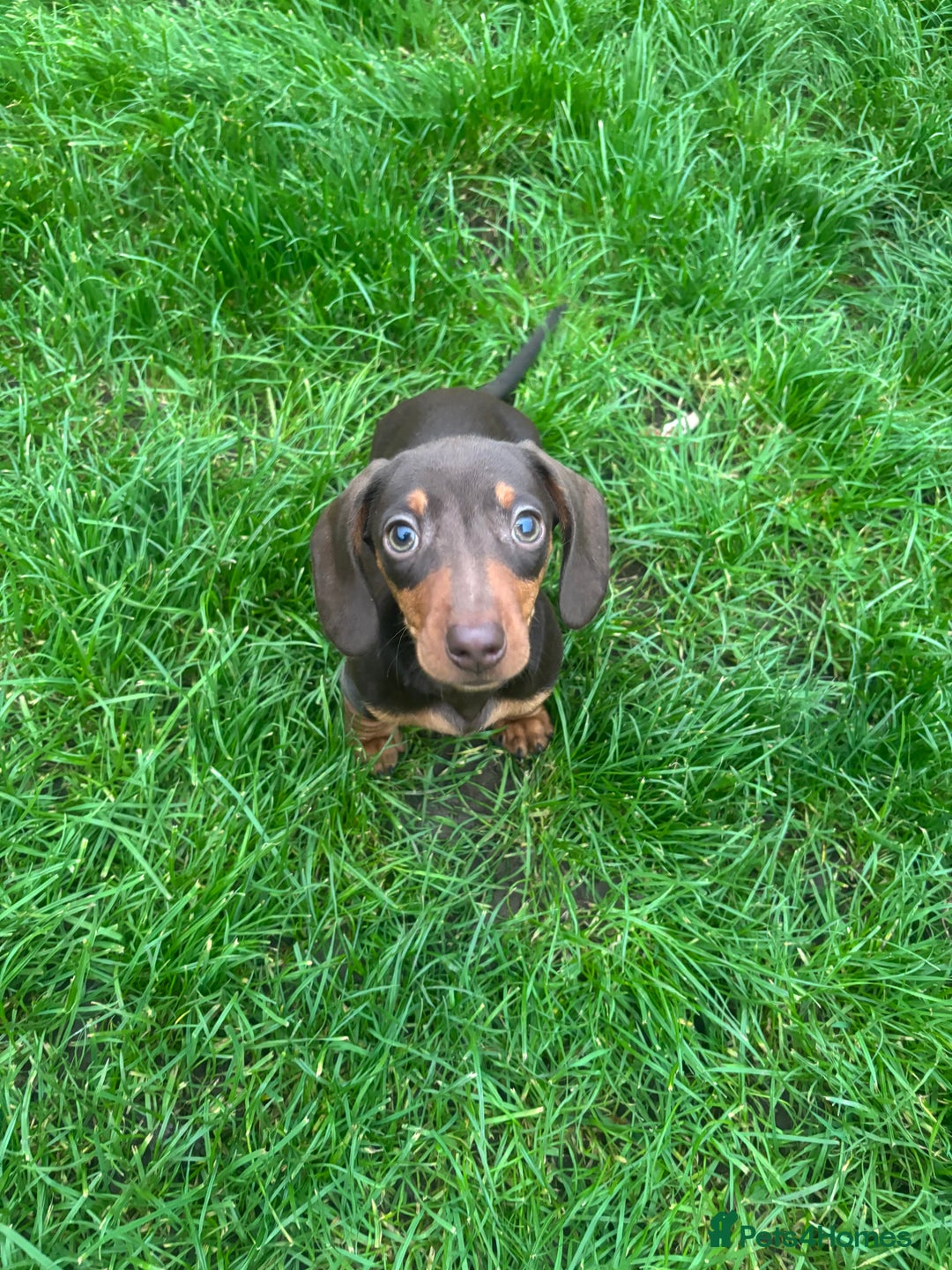 Miniature Dachshund dogs for sale: Ready now! KC Miniature Dachshund Puppies  - Image 6