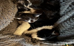 Mixed Breed cats for sale: Rehoming our babies - with regret!  - Image 1