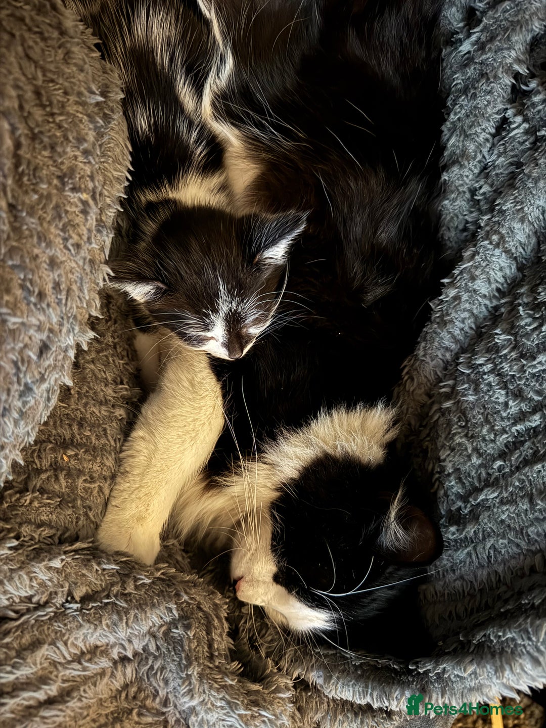 Mixed Breed cats for sale: Rehoming our babies - with regret!  - Image 1
