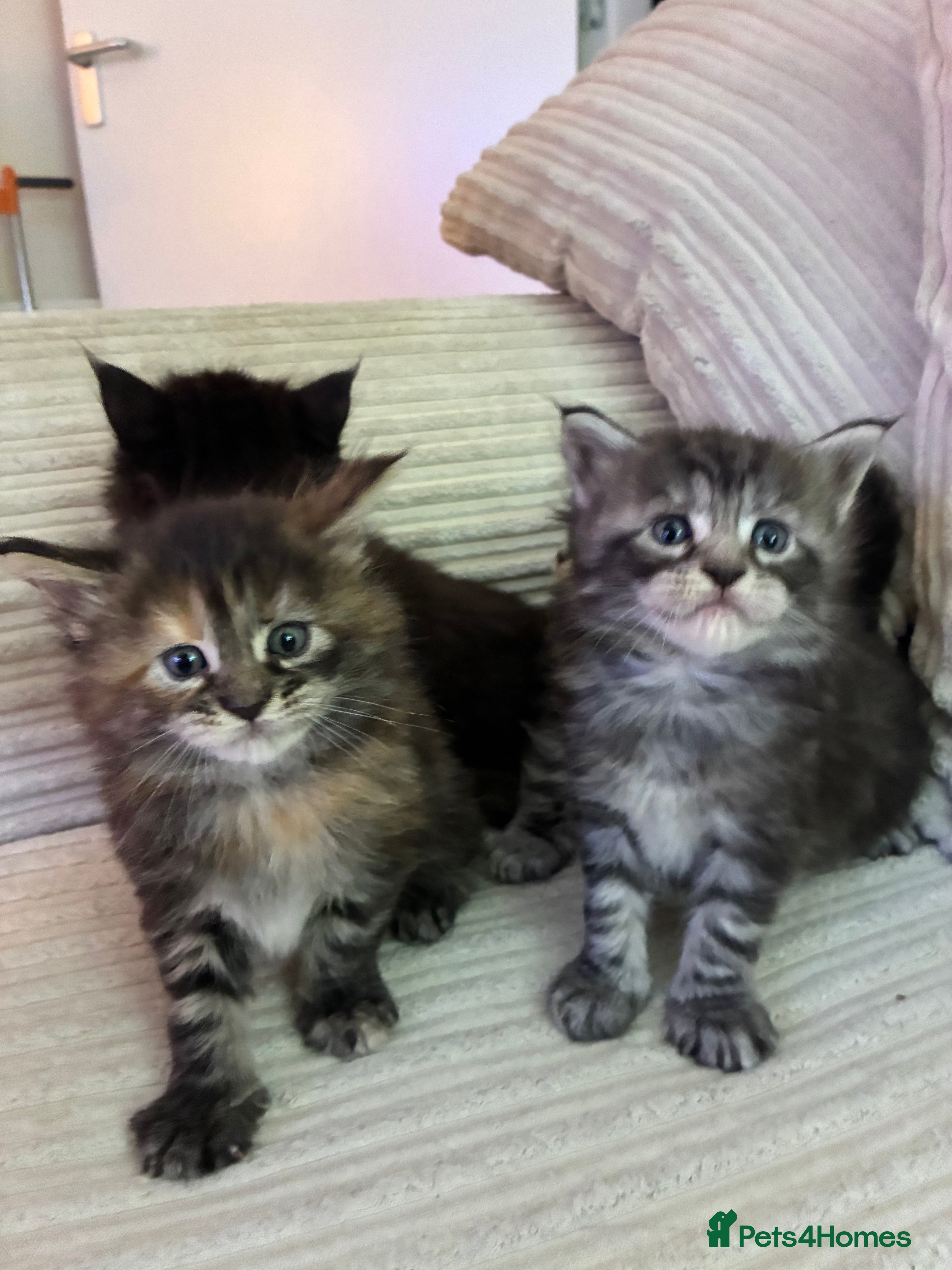 Maine Coon cats Maine coon kittens  - Advert 6