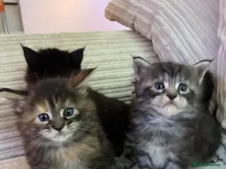 Maine Coon cats Maine coon kittens - Advert 6