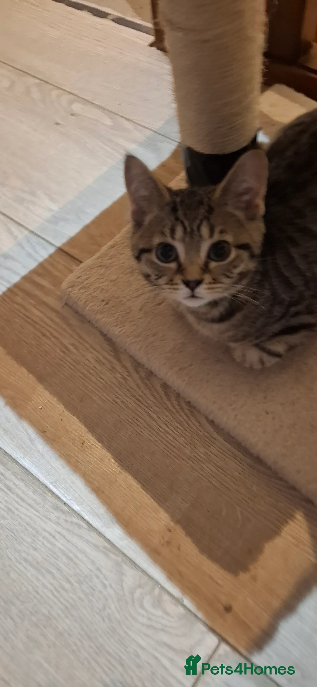 British Shorthair cats for sale: Kitten boy  - Advert 2