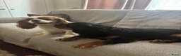 Cavalier King Charles Spaniel dogs for sale: King Charles cavalier heartbreaking sale in Eastleigh - Advert 6