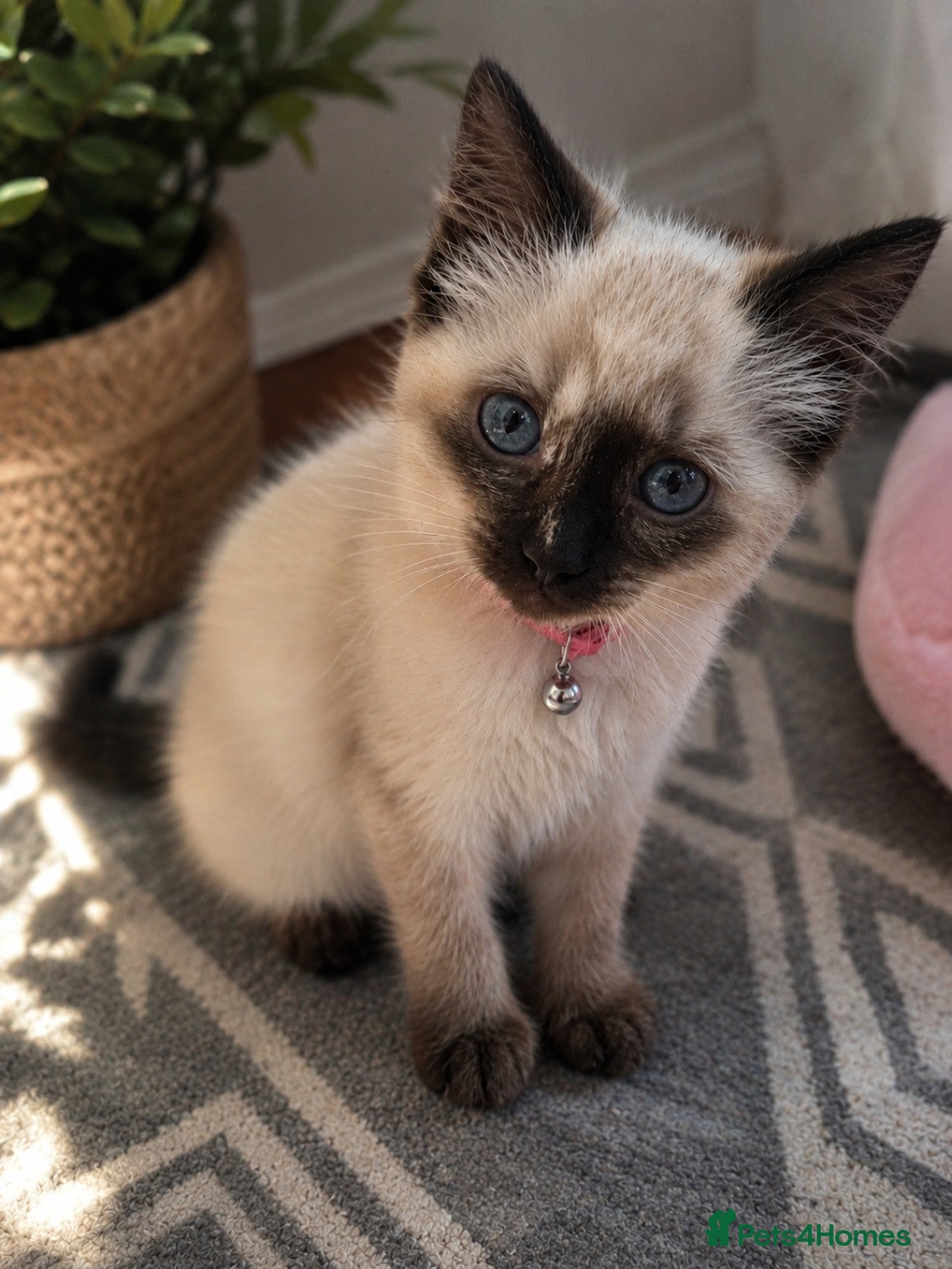 Birman cats Birman Kittens - Advert 1