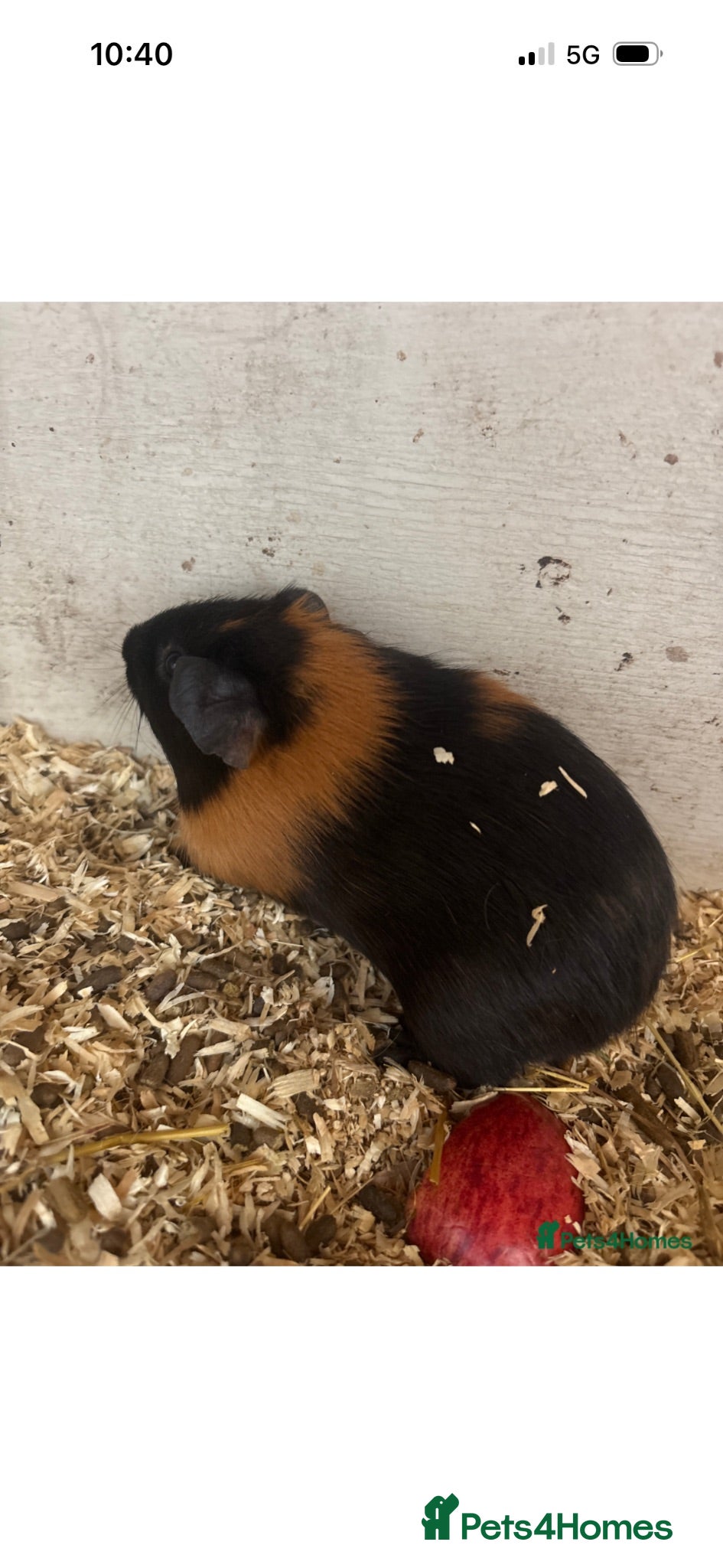 Guinea Pig rodents Baby guinea pigs  - Advert 2