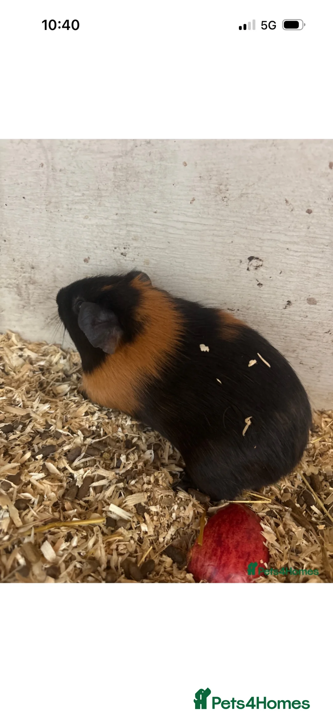 Guinea Pig rodents for sale: Baby guinea pigs  - Advert 2