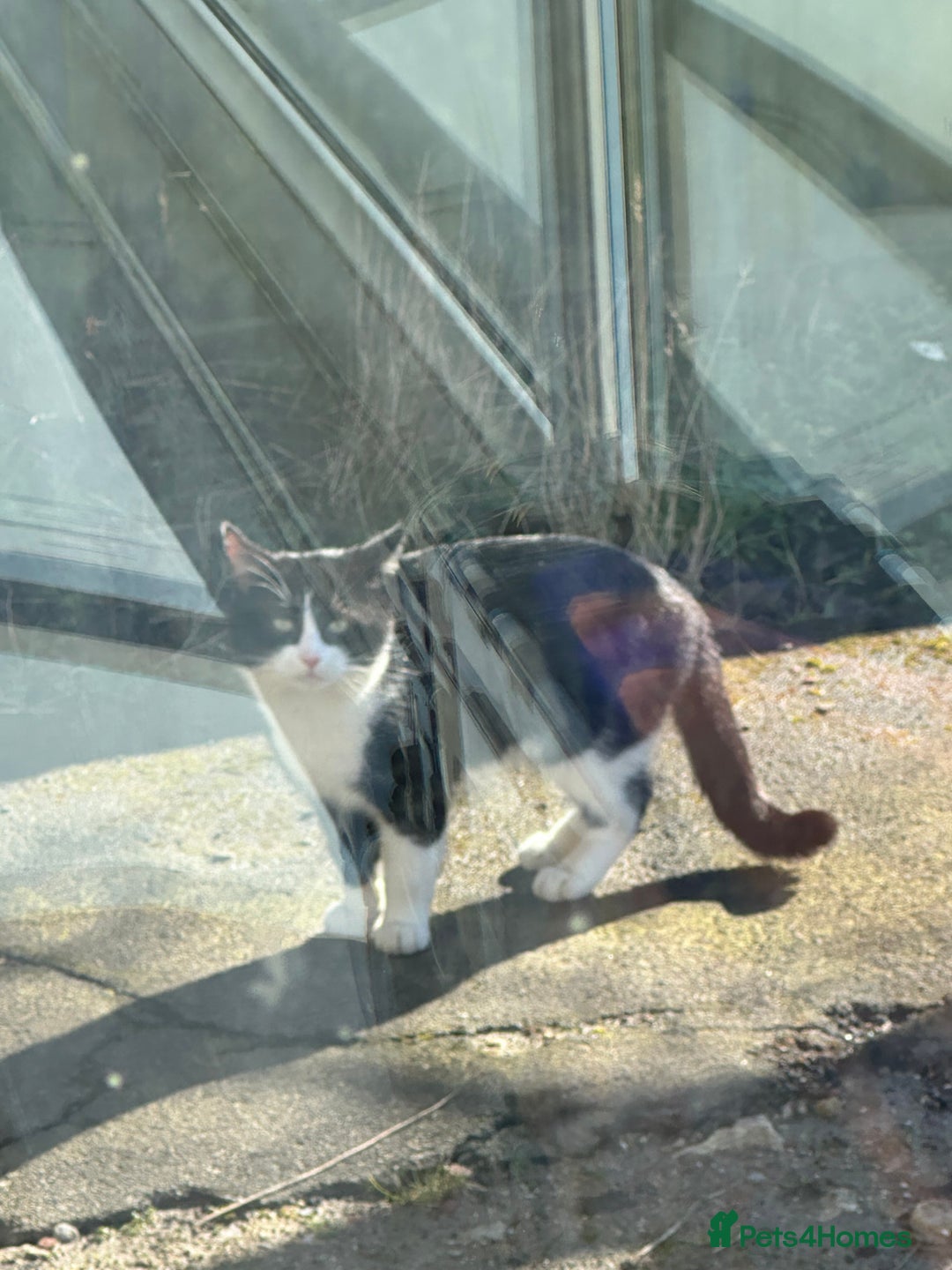 British Shorthair cats for sale: British shorthaired cross Persian  - Image 11