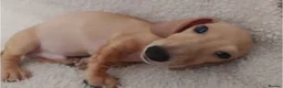 Miniature Dachshund dogs for sale: Cream Mini Dachshund Puppy Last one - Advert 1