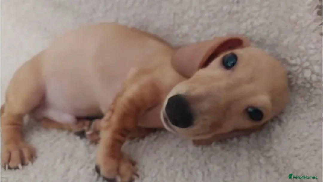 Miniature Dachshund dogs for sale: Cream Mini Dachshund Puppy Last one - Advert 1