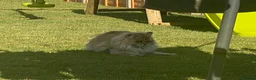 British Longhair cats for sale: British longhair girl  - Advert 5