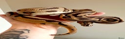 Python Snake reptiles for sale: Ball Python Collection - Advert 2