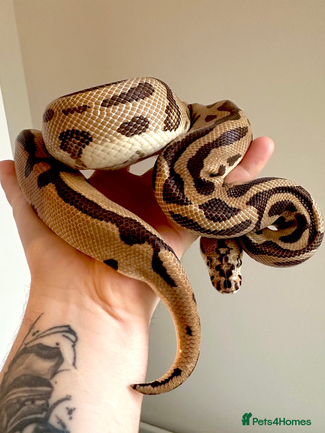 Python Snake reptiles for sale: Ball Python Collection - Advert 2