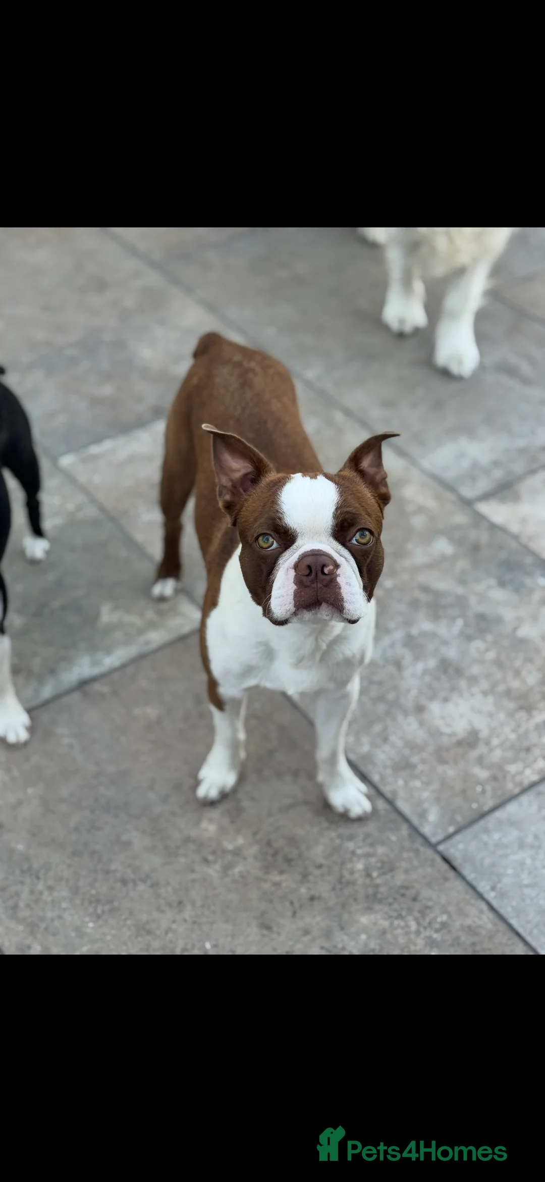Boston Terrier dogs for stud: *KC registered proven red & white male for stud ** - Advert 6