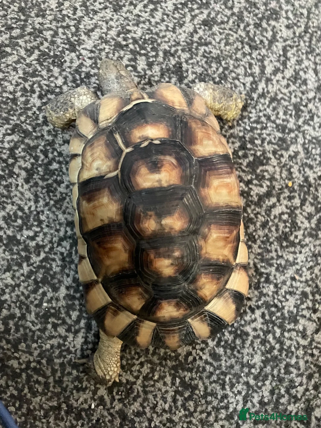 Tortoise reptiles for sale: 4 year old marginated tortoise  - Advert 2