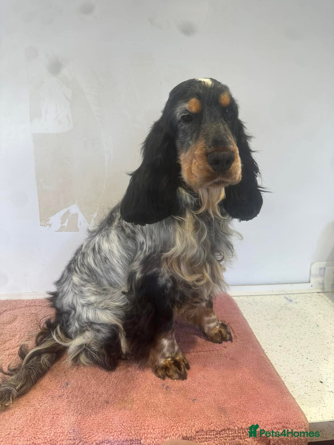 Cocker Spaniel dogs for sale: Kc registered show cocker spaniels  - Advert 17