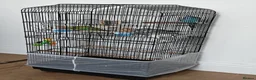 Budgerigars birds for sale: 3 Exhibition Budgies with cage & Accessories - Advert 8