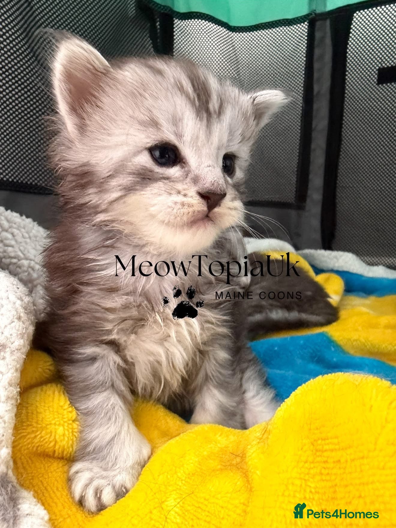 Maine Coon cats Beautiful pedigree Mainecoon kittens - Advert 2