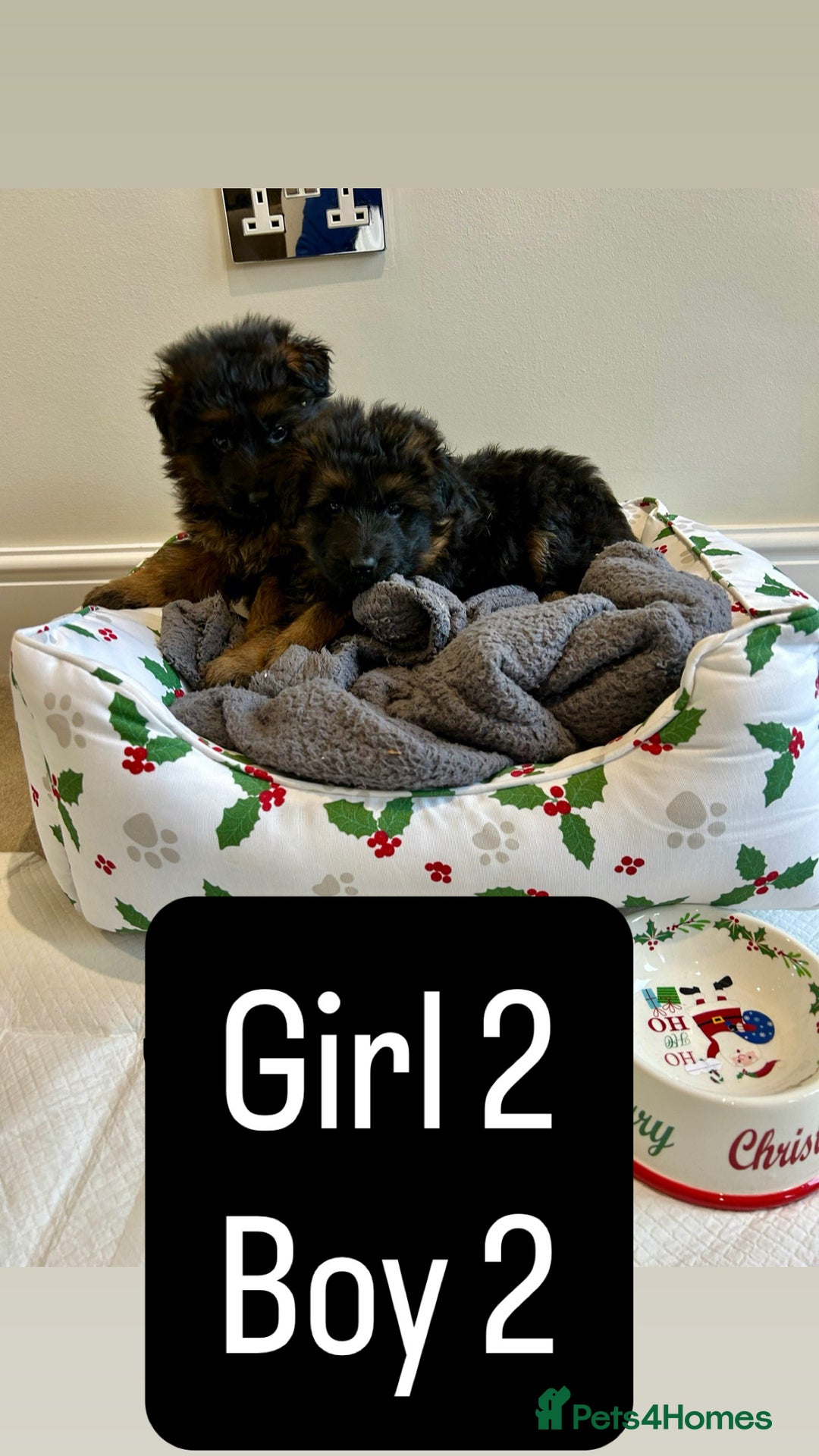 German Shepherd dogs for sale: Premium Pedigree GSD Puppies – Champion Bloodlines - Advert 7