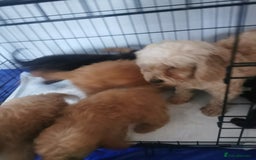 Cockapoo dogs for sale: Amazing cockapoo  - Advert 1