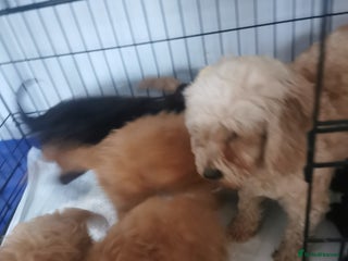 Cockapoo dogs Amazing cockapoo - Advert 1