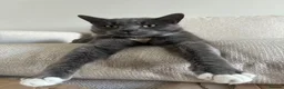 Russian Blue cats for sale: Byron  in Birmingham - Advert 1